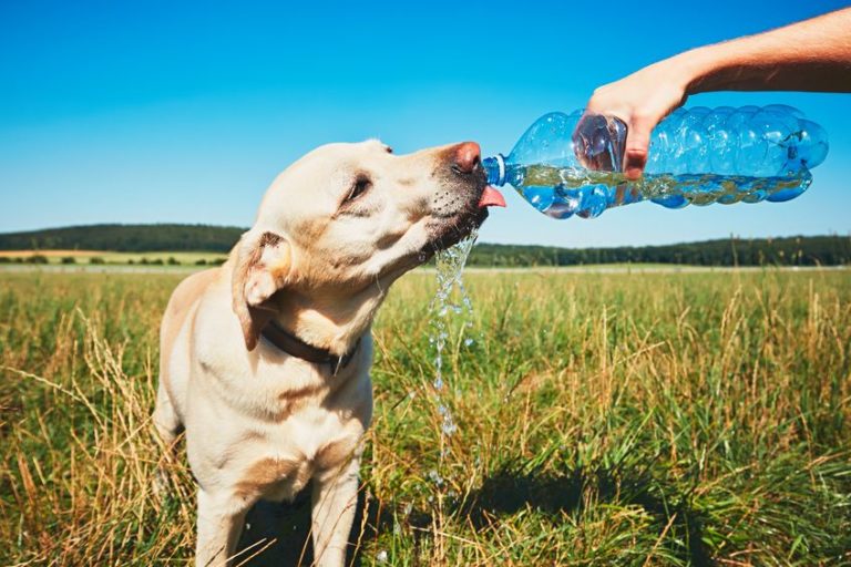 Wieviel sollte ein Hund trinken?