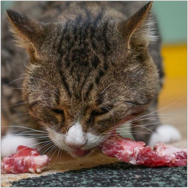 Katze frisst rohes Fleisch